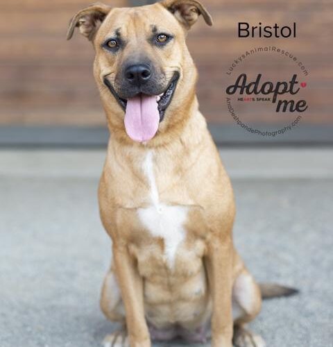 Bristol, an adoptable American Staffordshire Terrier, German Shepherd Dog in Bakersfield, CA, 93308 | Photo Image 5