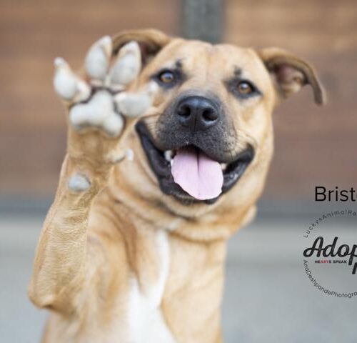 Bristol, an adoptable American Staffordshire Terrier, German Shepherd Dog in Bakersfield, CA, 93308 | Photo Image 6