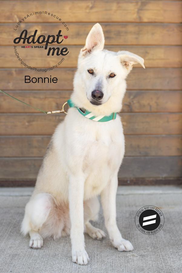 Bonnie, an adoptable German Shepherd Dog, Husky in Bakersfield, CA, 93308 | Photo Image 1