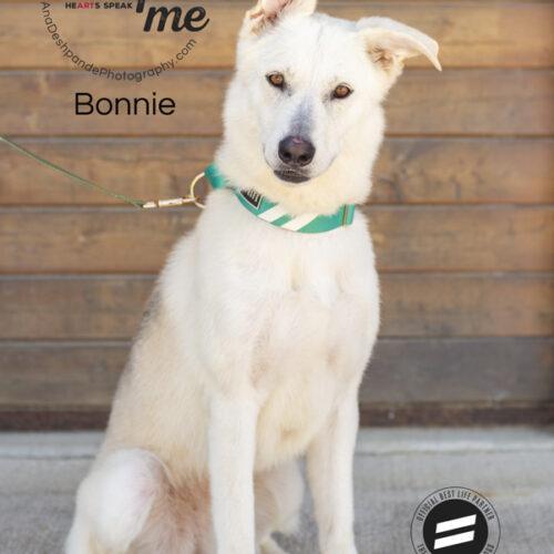 Bonnie, an adoptable German Shepherd Dog, Husky in Bakersfield, CA, 93308 | Photo Image 2