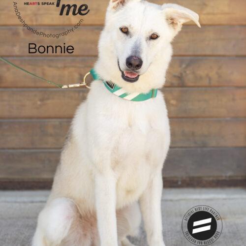 Bonnie, an adoptable German Shepherd Dog, Husky in Bakersfield, CA, 93308 | Photo Image 3