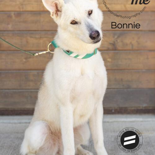 Bonnie, an adoptable German Shepherd Dog, Husky in Bakersfield, CA, 93308 | Photo Image 4