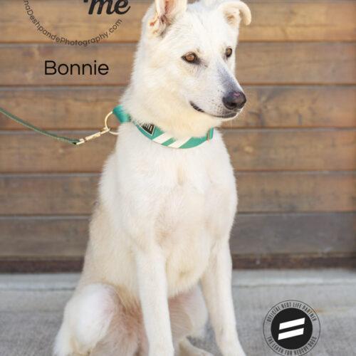 Bonnie, an adoptable German Shepherd Dog, Husky in Bakersfield, CA, 93308 | Photo Image 5