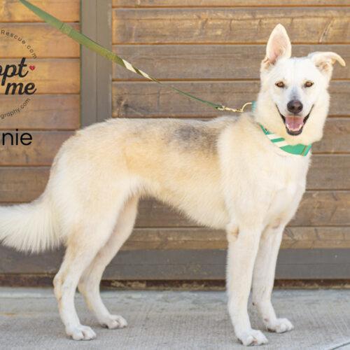 Bonnie, an adoptable German Shepherd Dog, Husky in Bakersfield, CA, 93308 | Photo Image 6