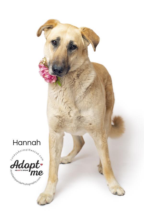 Hannah, an adoptable Anatolian Shepherd, Labrador Retriever in Bakersfield, CA, 93308 | Photo Image 1