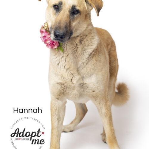 Hannah, an adoptable Anatolian Shepherd, Labrador Retriever in Bakersfield, CA, 93308 | Photo Image 2