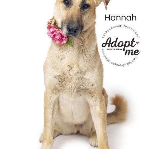 Hannah, an adoptable Anatolian Shepherd, Labrador Retriever in Bakersfield, CA, 93308 | Photo Image 3