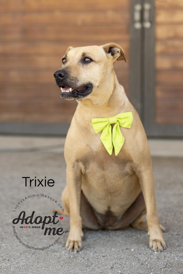 Trixie, an adoptable American Staffordshire Terrier in Bakersfield, CA, 93308 | Photo Image 1