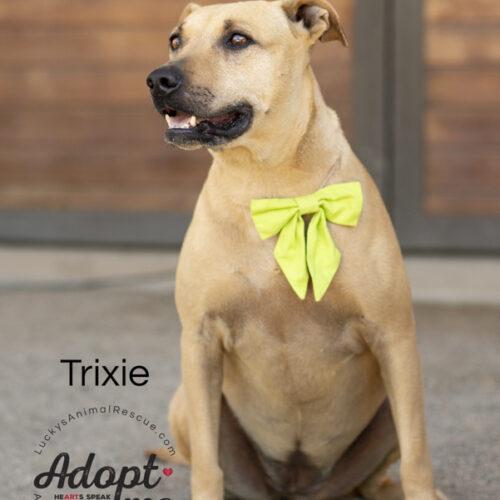 Trixie, an adoptable American Staffordshire Terrier in Bakersfield, CA, 93308 | Photo Image 2