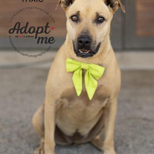 Trixie, an adoptable American Staffordshire Terrier in Bakersfield, CA, 93308 | Photo Image 3