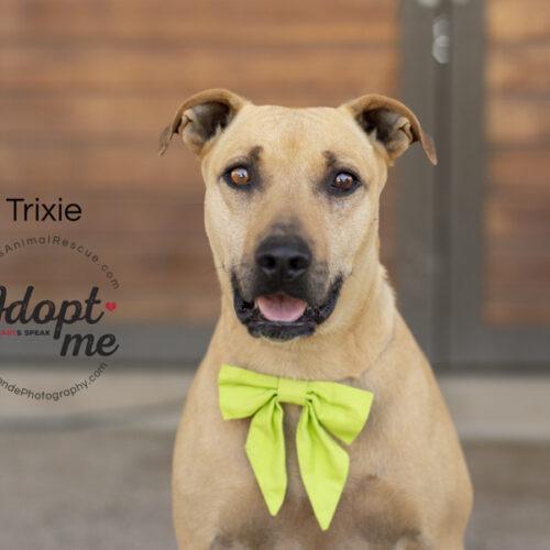 Trixie, an adoptable American Staffordshire Terrier in Bakersfield, CA, 93308 | Photo Image 4