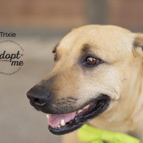 Trixie, an adoptable American Staffordshire Terrier in Bakersfield, CA, 93308 | Photo Image 5