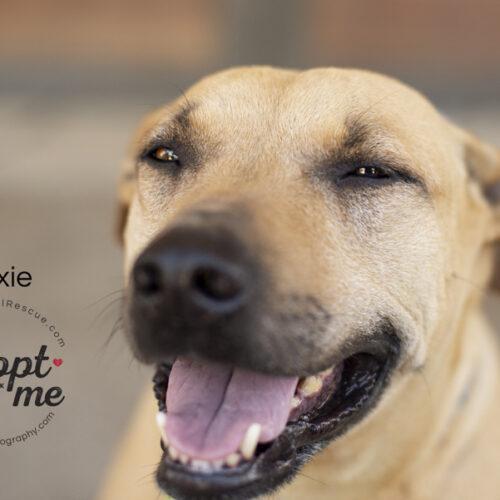 Trixie, an adoptable American Staffordshire Terrier in Bakersfield, CA, 93308 | Photo Image 6