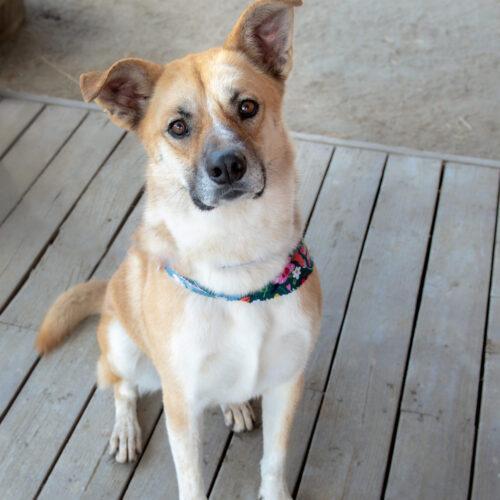 Wally, an adoptable German Shepherd Dog, Mixed Breed in Bakersfield, CA, 93308 | Photo Image 2