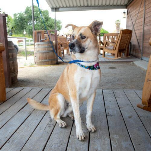 Wally, an adoptable German Shepherd Dog, Mixed Breed in Bakersfield, CA, 93308 | Photo Image 3
