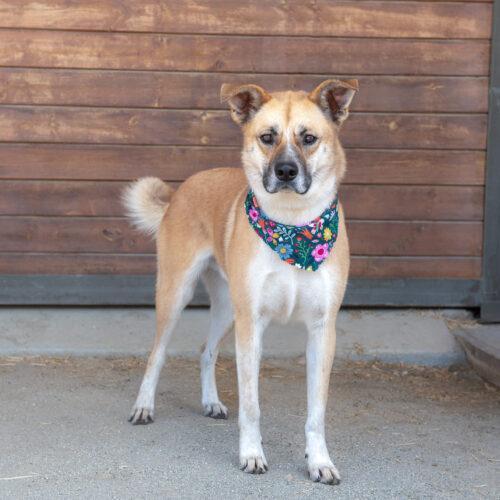 Wally, an adoptable German Shepherd Dog, Mixed Breed in Bakersfield, CA, 93308 | Photo Image 4