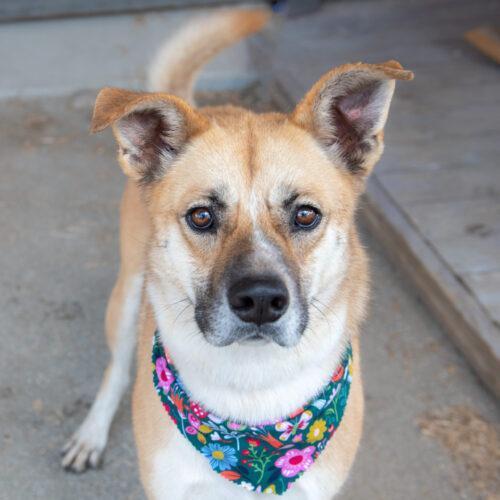 Wally, an adoptable German Shepherd Dog, Mixed Breed in Bakersfield, CA, 93308 | Photo Image 5