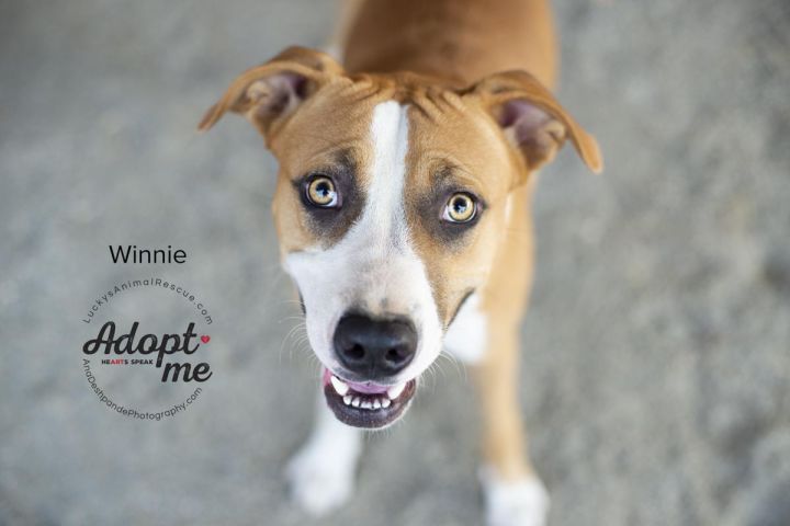 Winnie, an adoptable Pit Bull Terrier Mix in Bakersfield, CA_image-1