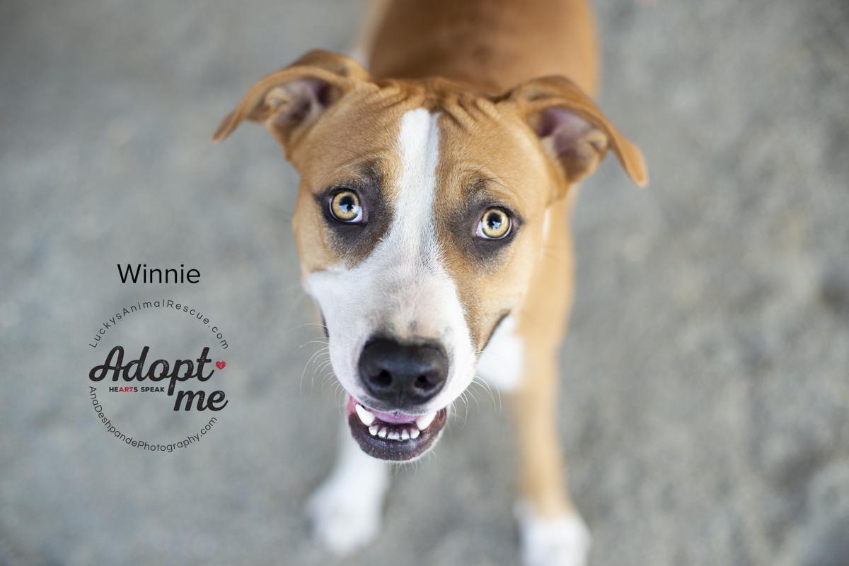 Winnie, an adoptable Pit Bull Terrier, Mixed Breed in Bakersfield, CA, 93308 | Photo Image 1