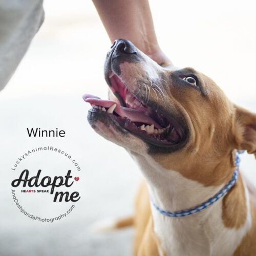 Winnie, an adoptable Pit Bull Terrier, Mixed Breed in Bakersfield, CA, 93308 | Photo Image 2