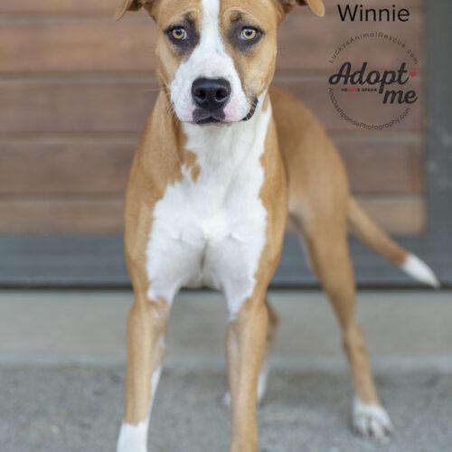 Winnie, an adoptable Pit Bull Terrier, Mixed Breed in Bakersfield, CA, 93308 | Photo Image 3