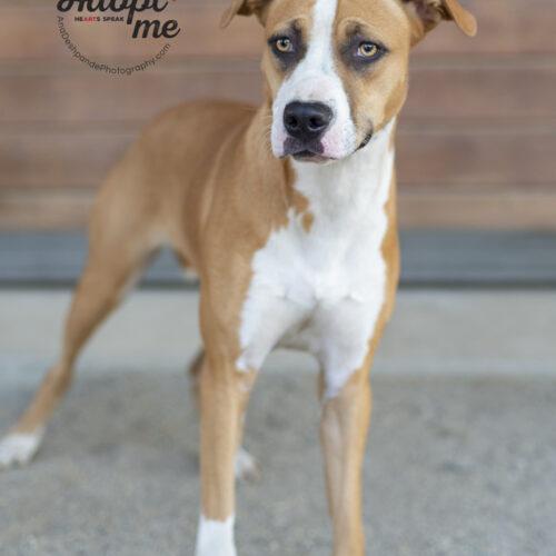 Winnie, an adoptable Pit Bull Terrier, Mixed Breed in Bakersfield, CA, 93308 | Photo Image 4