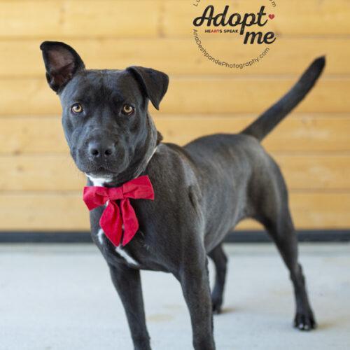 Stormy, an adoptable American Staffordshire Terrier in Bakersfield, CA, 93308 | Photo Image 2