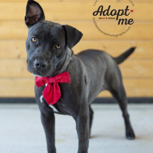 Stormy, an adoptable American Staffordshire Terrier in Bakersfield, CA, 93308 | Photo Image 3