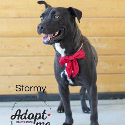 Stormy, an adoptable American Staffordshire Terrier in Bakersfield, CA, 93308 | Photo Image 4