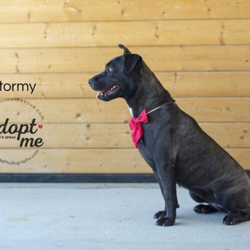 Stormy, an adoptable American Staffordshire Terrier in Bakersfield, CA, 93308 | Photo Image 5