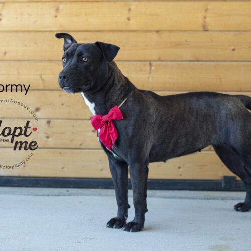 Stormy, an adoptable American Staffordshire Terrier in Bakersfield, CA, 93308 | Photo Image 6