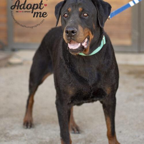 Sire, an adoptable Rottweiler in Bakersfield, CA_image-3