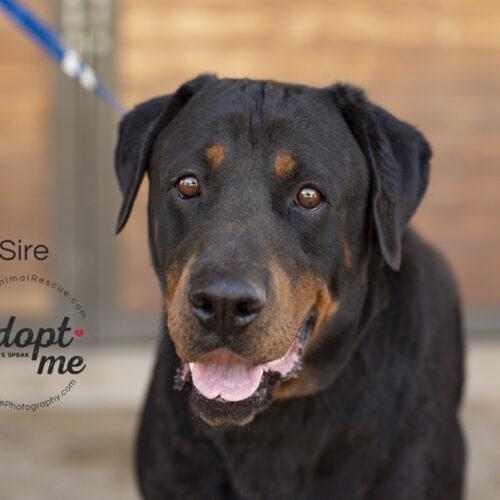 Sire, an adoptable Rottweiler in Bakersfield, CA_image-5