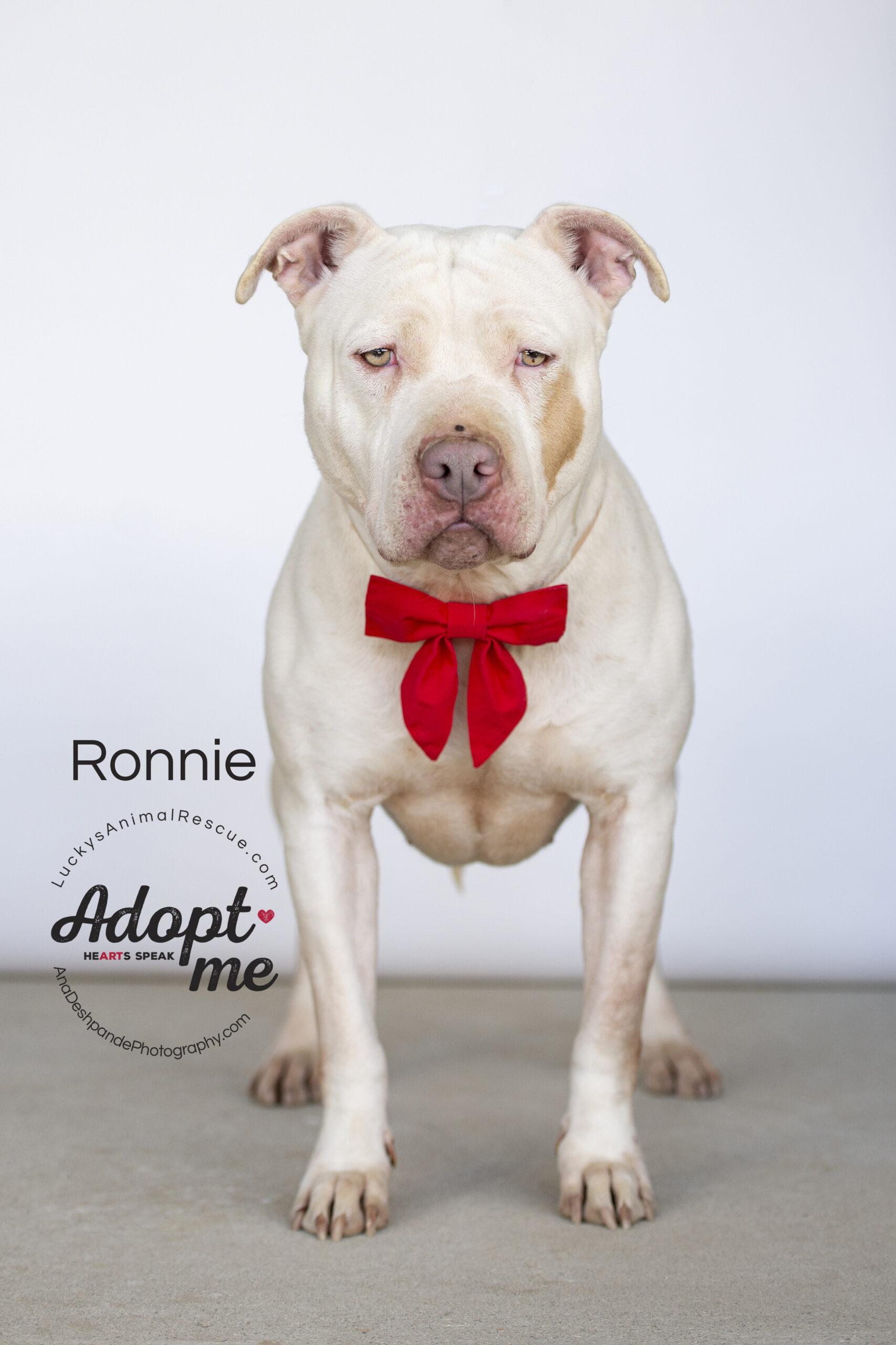 Ronnie, an adoptable American Staffordshire Terrier in Bakersfield, CA, 93308 | Photo Image 1