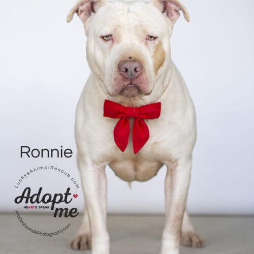 Ronnie, an adoptable American Staffordshire Terrier in Bakersfield, CA_image-2