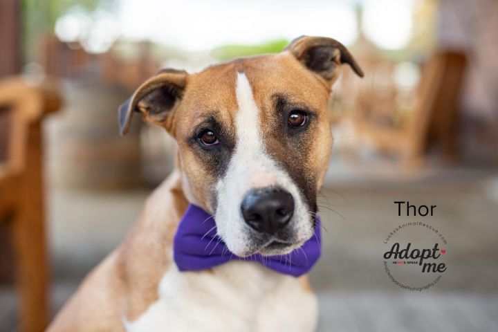 border collie bull terrier mix