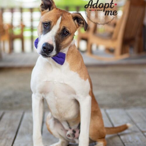 Thor, an adoptable Border Collie, Pit Bull Terrier in Bakersfield, CA, 93308 | Photo Image 2