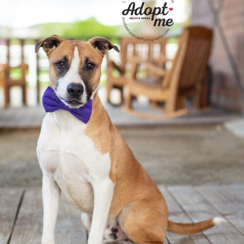 Thor, an adoptable Border Collie, Pit Bull Terrier in Bakersfield, CA, 93308 | Photo Image 3
