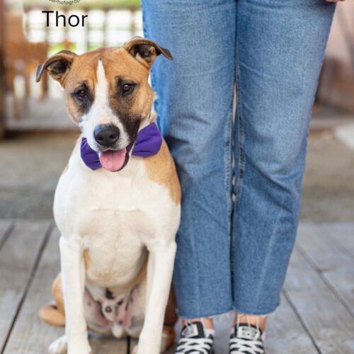 Thor 4