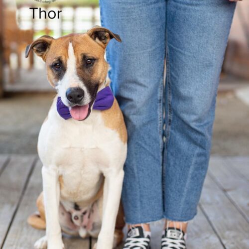 Thor, an adoptable Border Collie, Pit Bull Terrier in Bakersfield, CA, 93308 | Photo Image 4