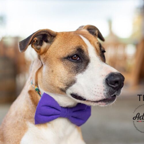 Thor, an adoptable Border Collie, Pit Bull Terrier in Bakersfield, CA, 93308 | Photo Image 5