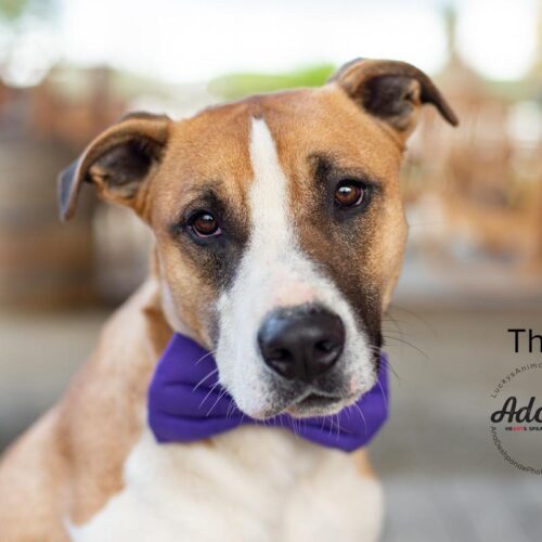 Thor, an adoptable Border Collie, Pit Bull Terrier in Bakersfield, CA, 93308 | Photo Image 6