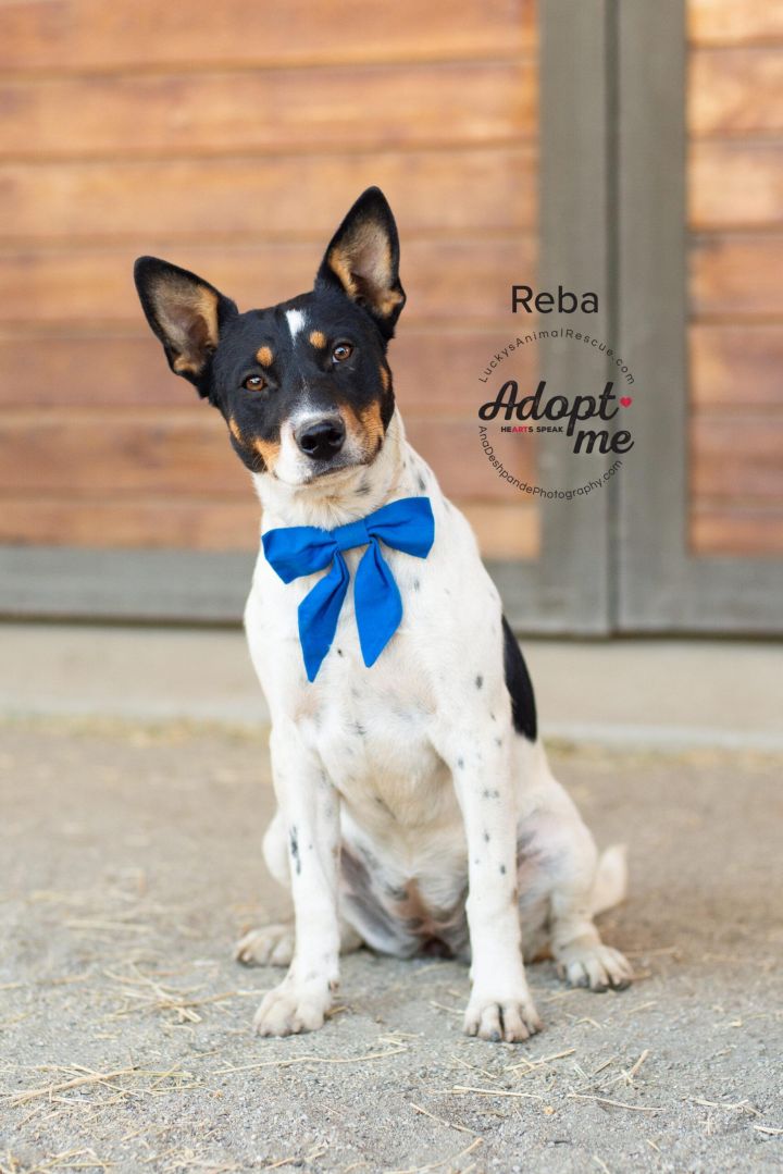 Reba, an adoptable Australian Cattle Dog / Blue Heeler in Bakersfield, CA_image-1
