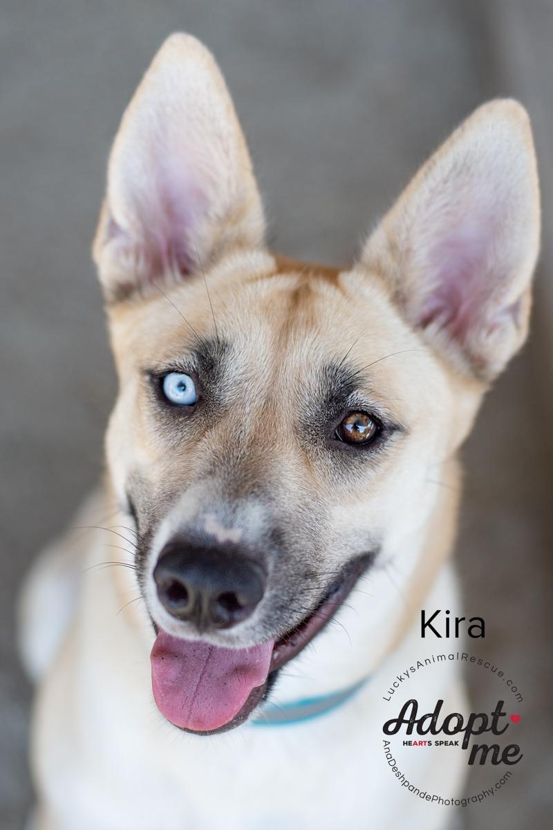 Kira, an adoptable Siberian Husky in Bakersfield, CA, 93308 | Photo Image 1