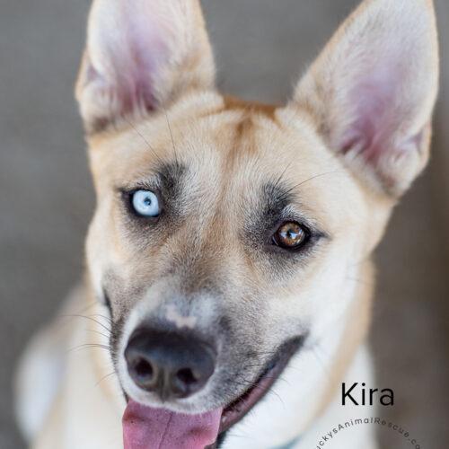 Kira, an adoptable Siberian Husky in Bakersfield, CA, 93308 | Photo Image 2