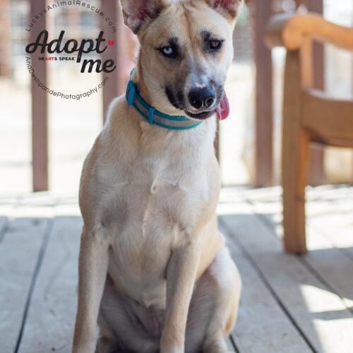 Kira, an adoptable Siberian Husky in Bakersfield, CA, 93308 | Photo Image 3