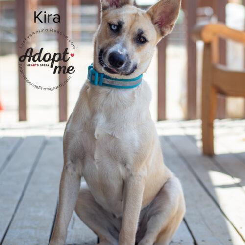 Kira, an adoptable Siberian Husky in Bakersfield, CA, 93308 | Photo Image 4