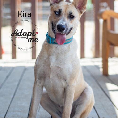 Kira, an adoptable Siberian Husky in Bakersfield, CA, 93308 | Photo Image 5