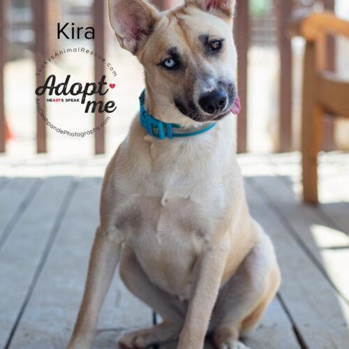 Kira, an adoptable Siberian Husky in Bakersfield, CA, 93308 | Photo Image 6