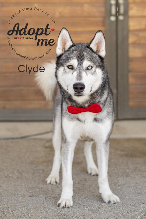Clyde 1